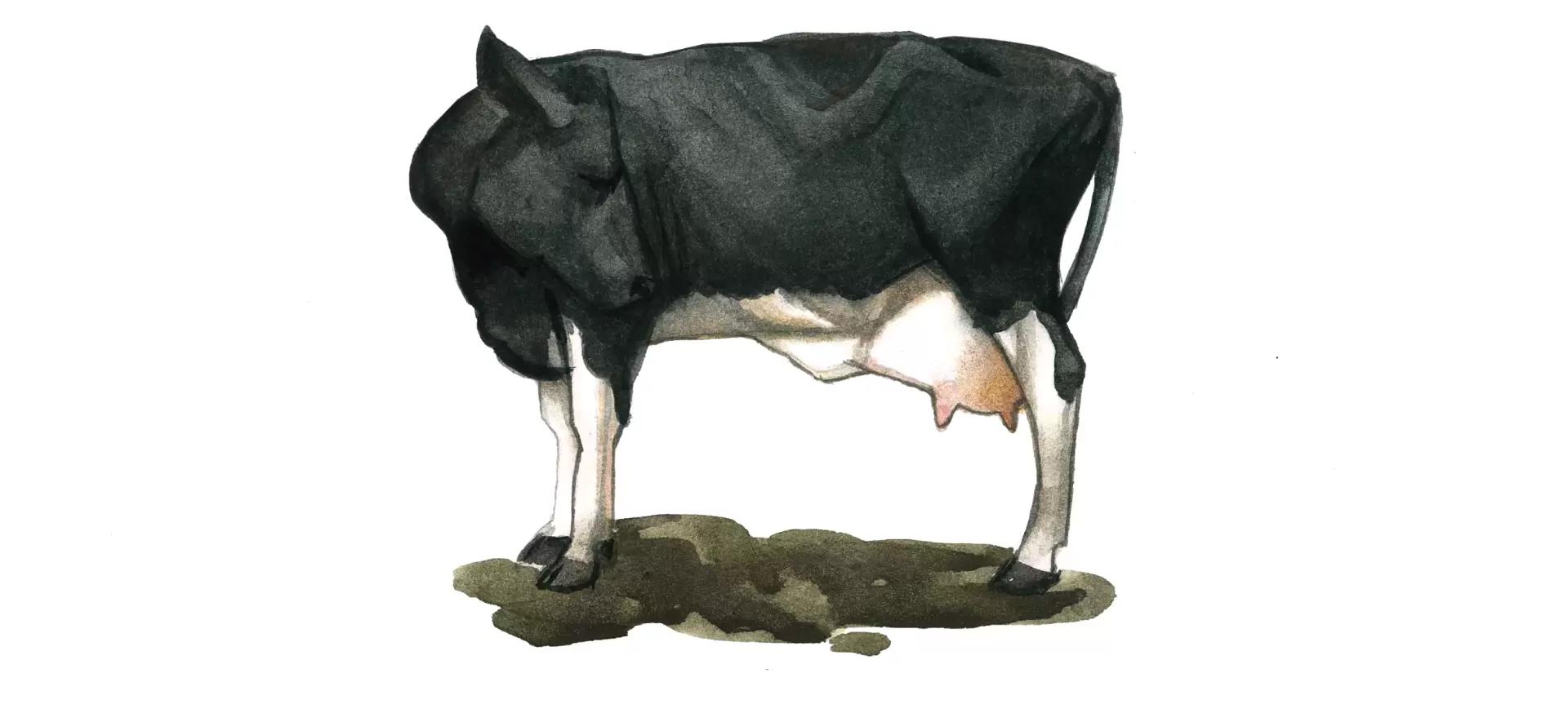 Атония и гипотония преджелудков у КРС и МРС