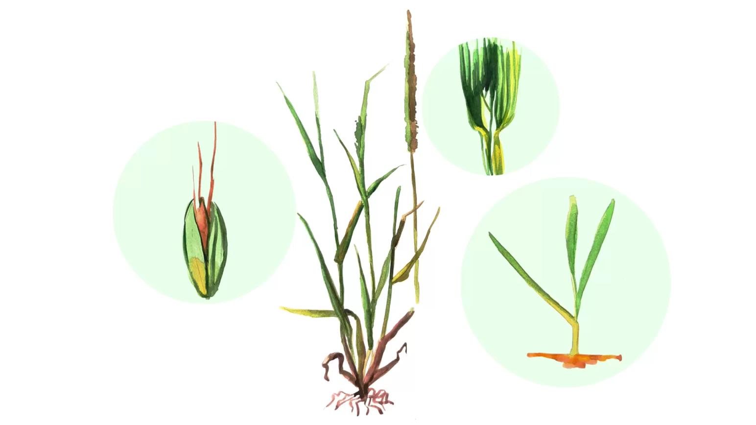 Лисохвост полевой (мышехвостиковидный)