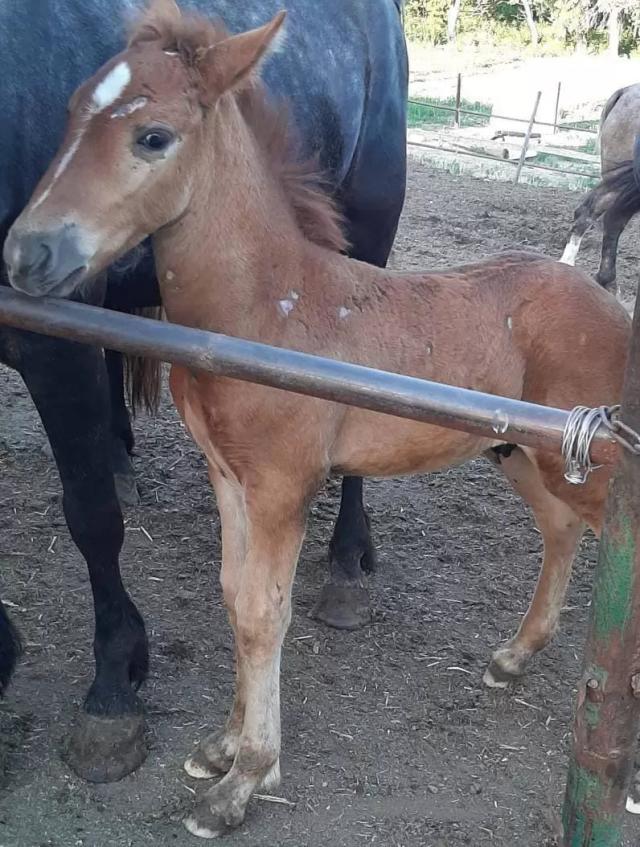 Проплешины у жеребенка