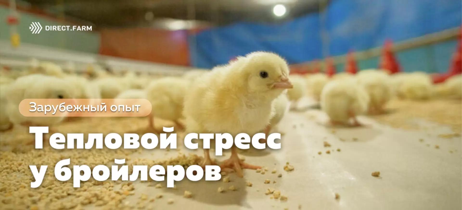 Предотвращение теплового стресса у бройлеров: витамин Е и цинк
