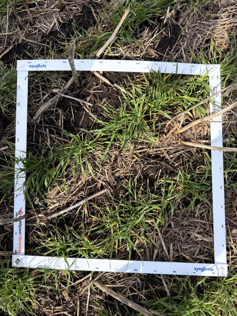 Осмотр состояния озимых после перезимовки и начала возобновления вегетации, в