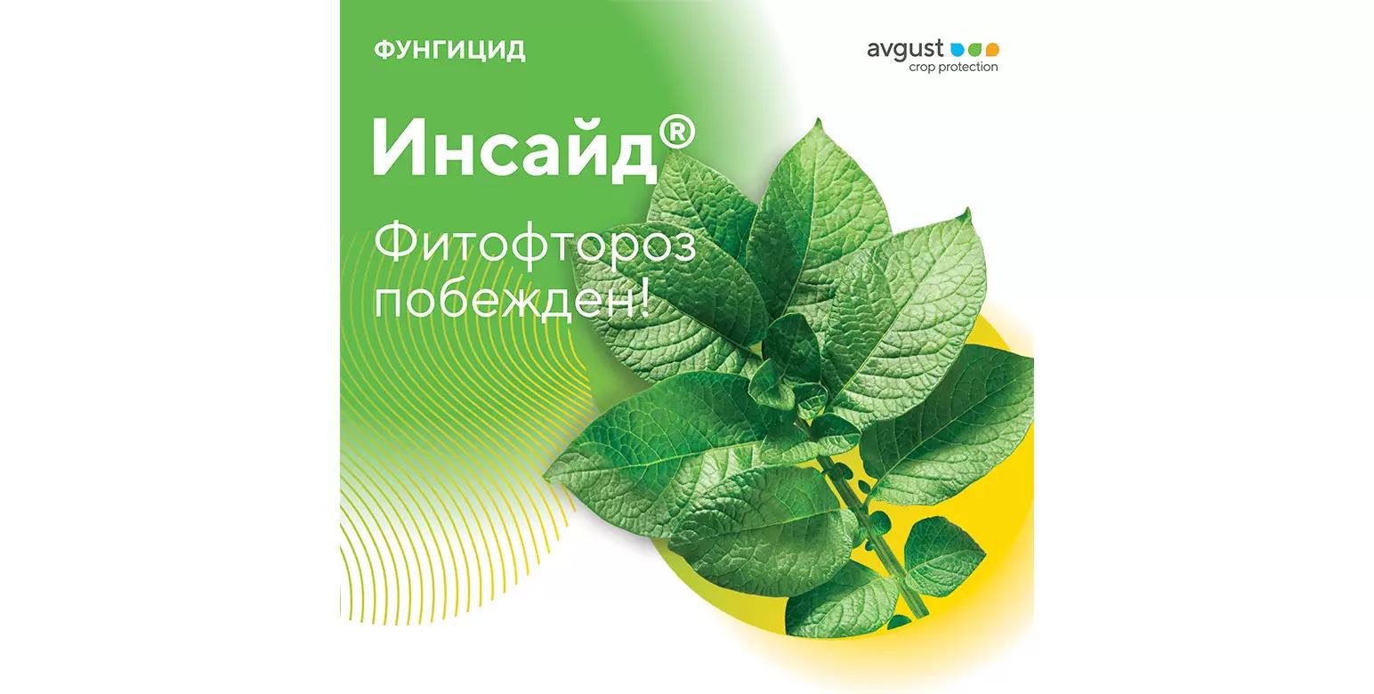 Инсайд® – фитофтороз побежден!