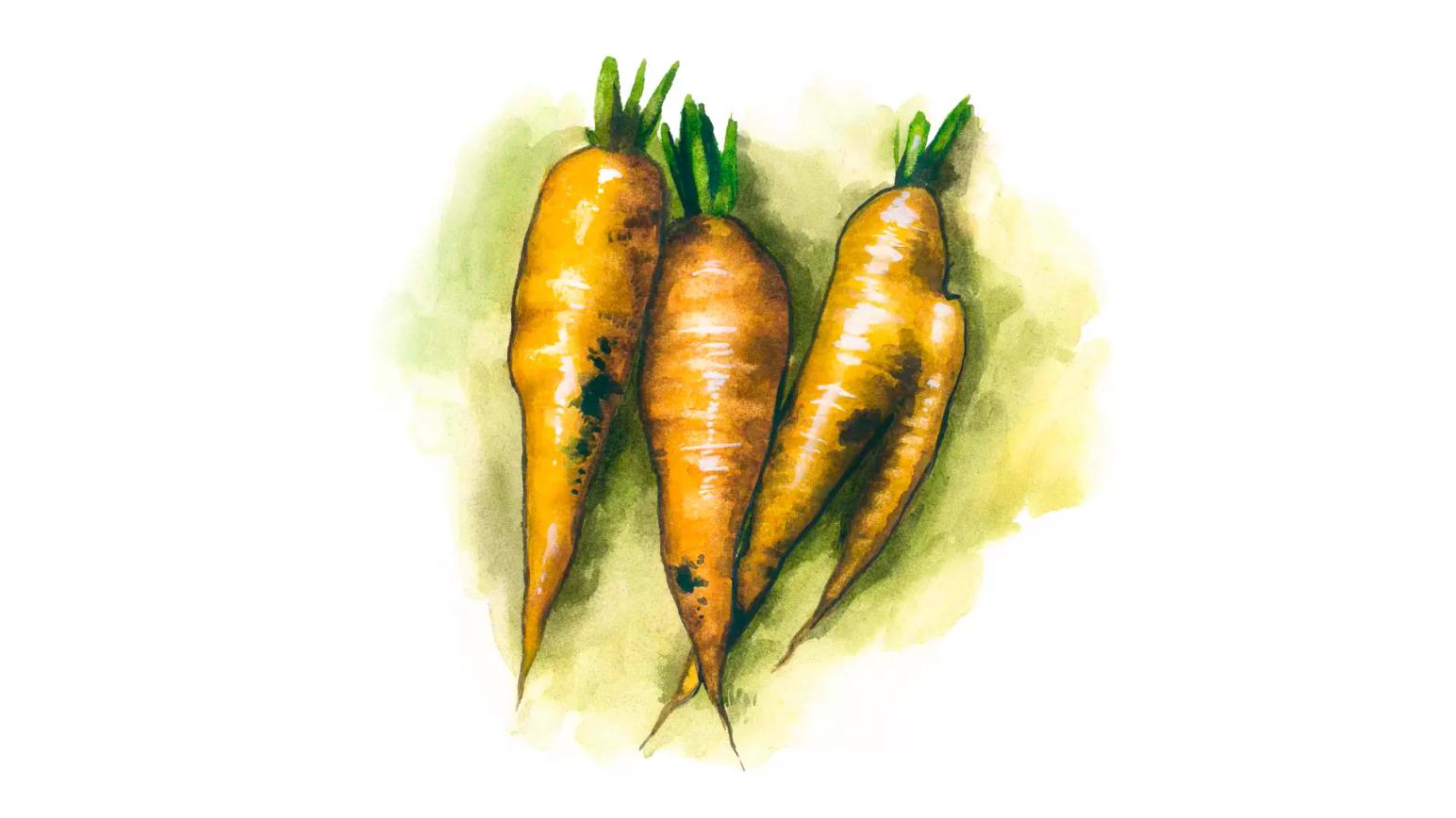 Морковь – корм