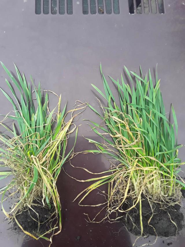 Озимая пшеница. Обработка регулятором роста Ретацел-750 ВК.