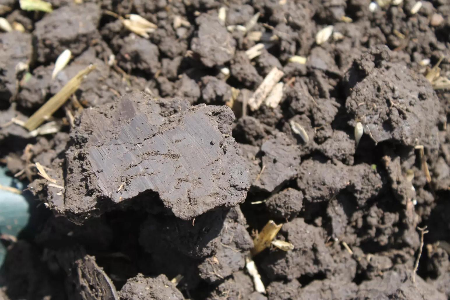 Осмотр почвы – первый шаг оценки статуса здоровья почв