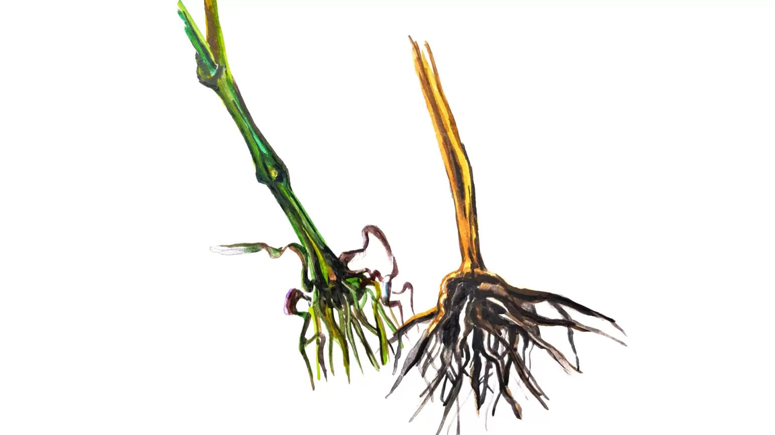 Фузариозная корневая гниль