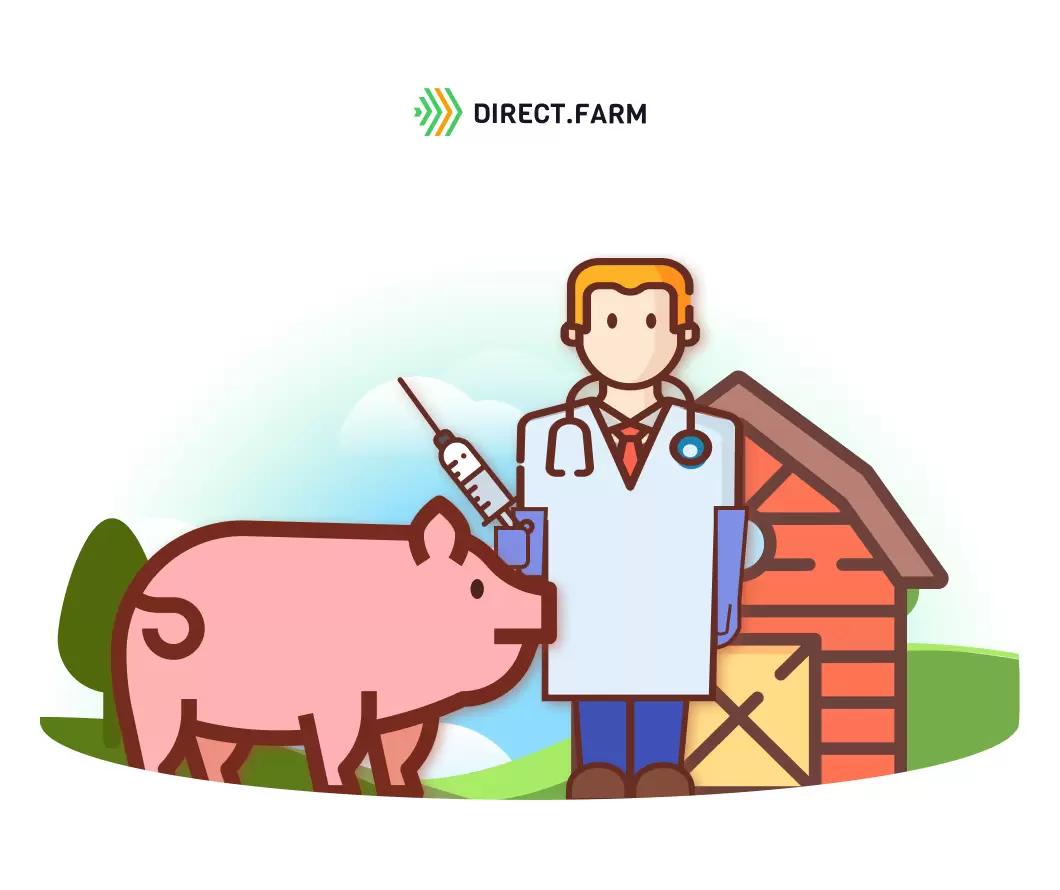 Инструкция по искусственному осеменению свиней