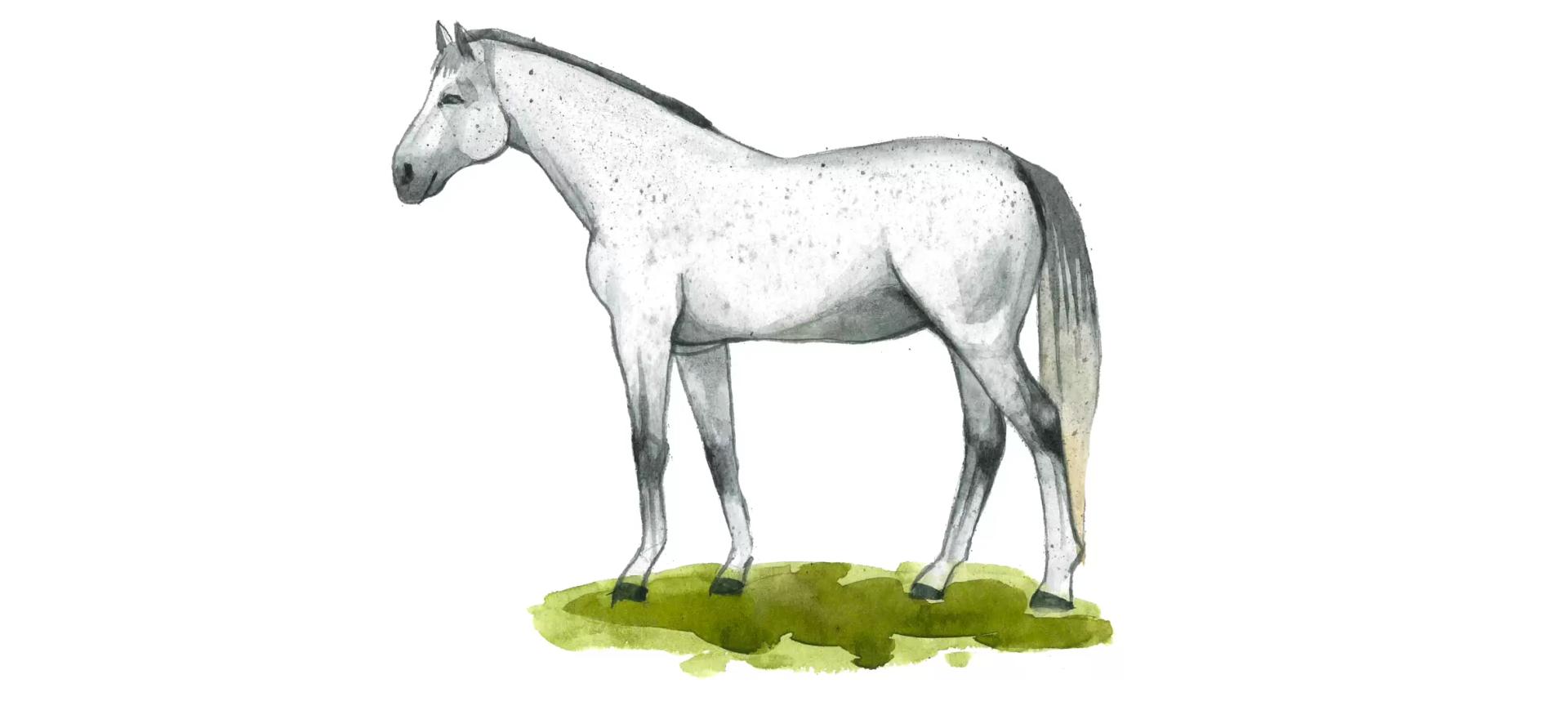 Липпицианская (липицианская, липизанская) порода