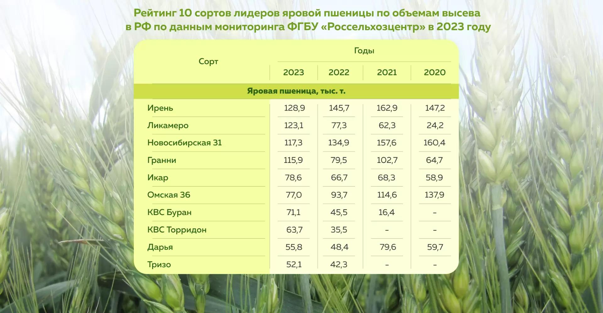 Топ сортов яровой пшеницы за 2023 год