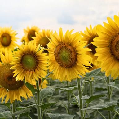 Семена подсолнечника Лаврус (F1), среднеранний гибрид