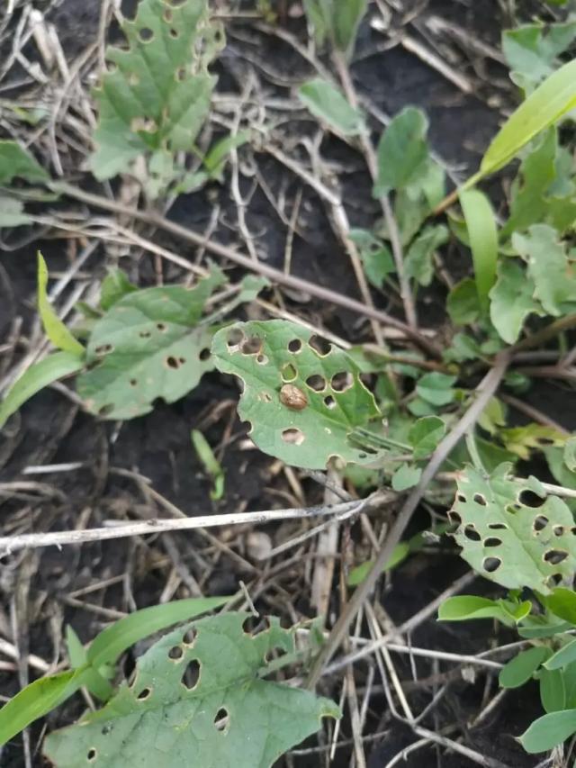 Вопросы из чатов: что за вредитель?