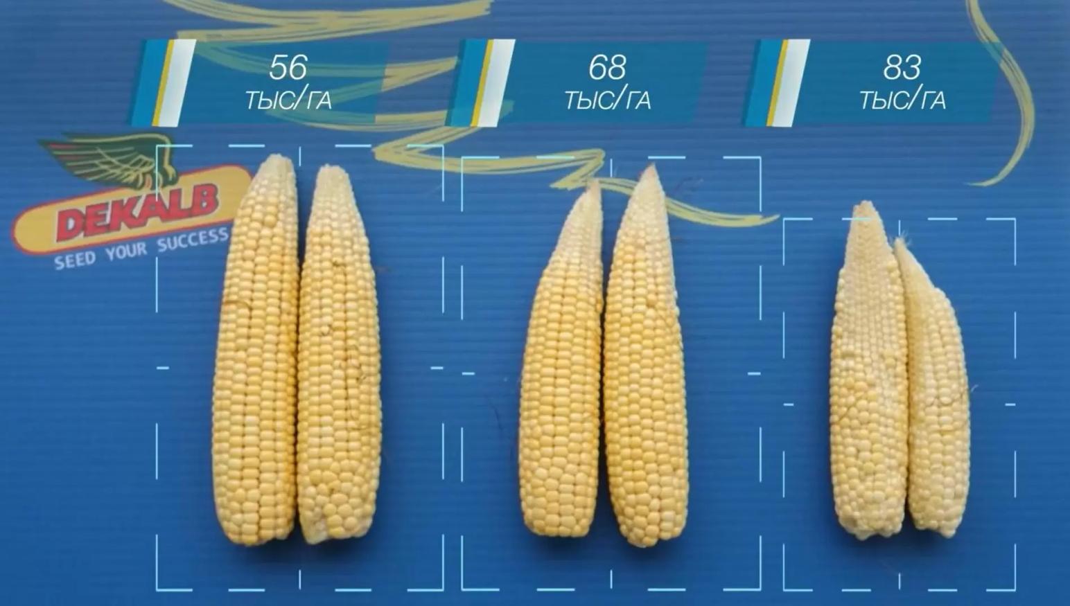 Посев кукурузы