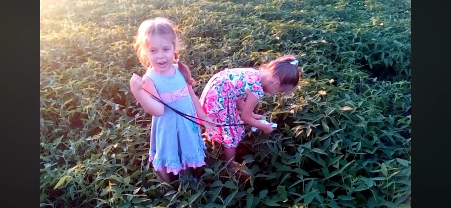 Я делела учет на поле сои. Отвлеклась, а они тоже стали проводить учет.