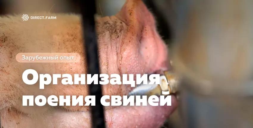 Важность правильной организации поения в свиноводстве