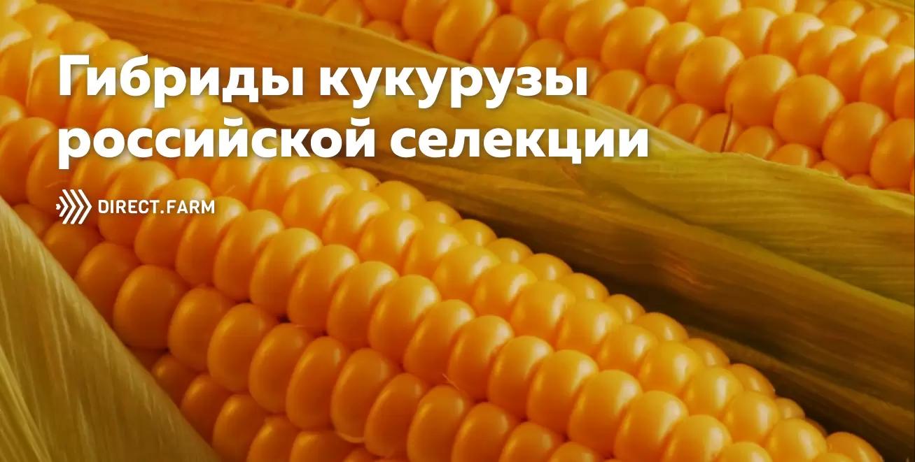 Гибриды кукурузы "Золотой початок"