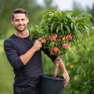 Балконный персик Bonanza