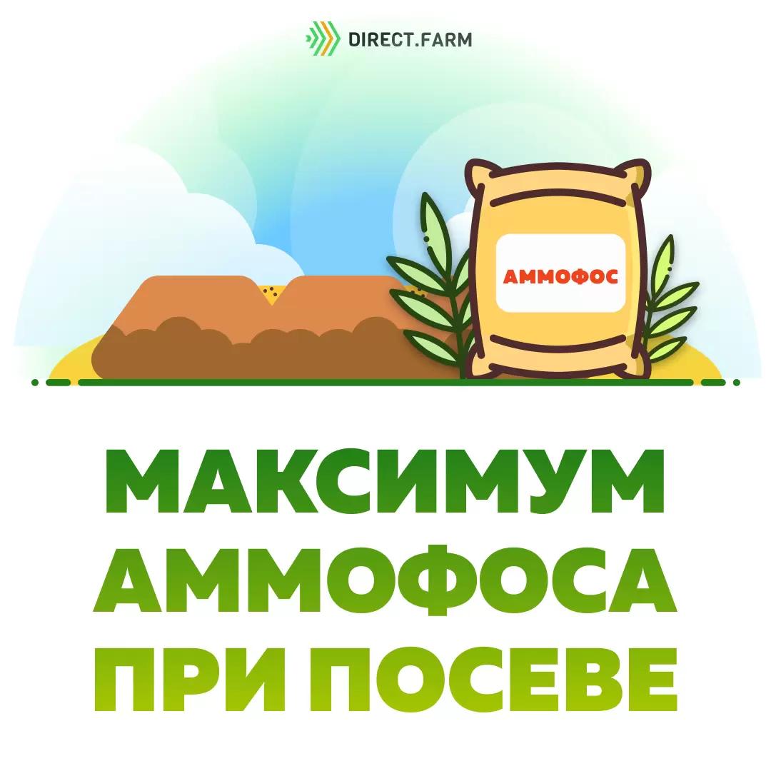 Сколько максимально аммофоса можно внести при посеве зерновых?