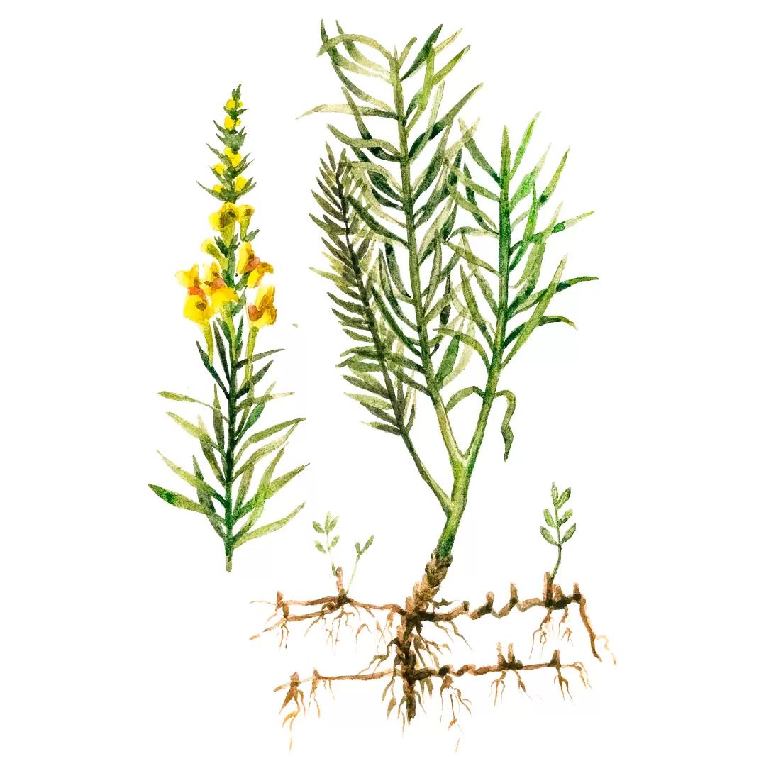 Льнянка обыкновенная (львиный зев)