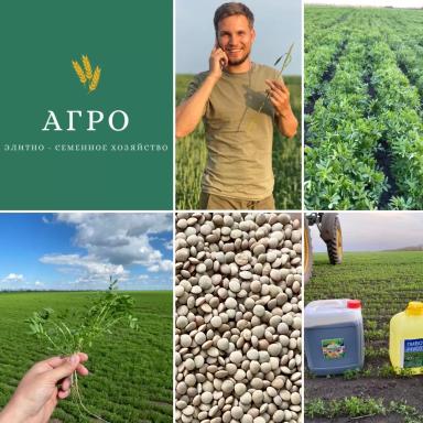 Семена зеленой чечевицы сорт Донская