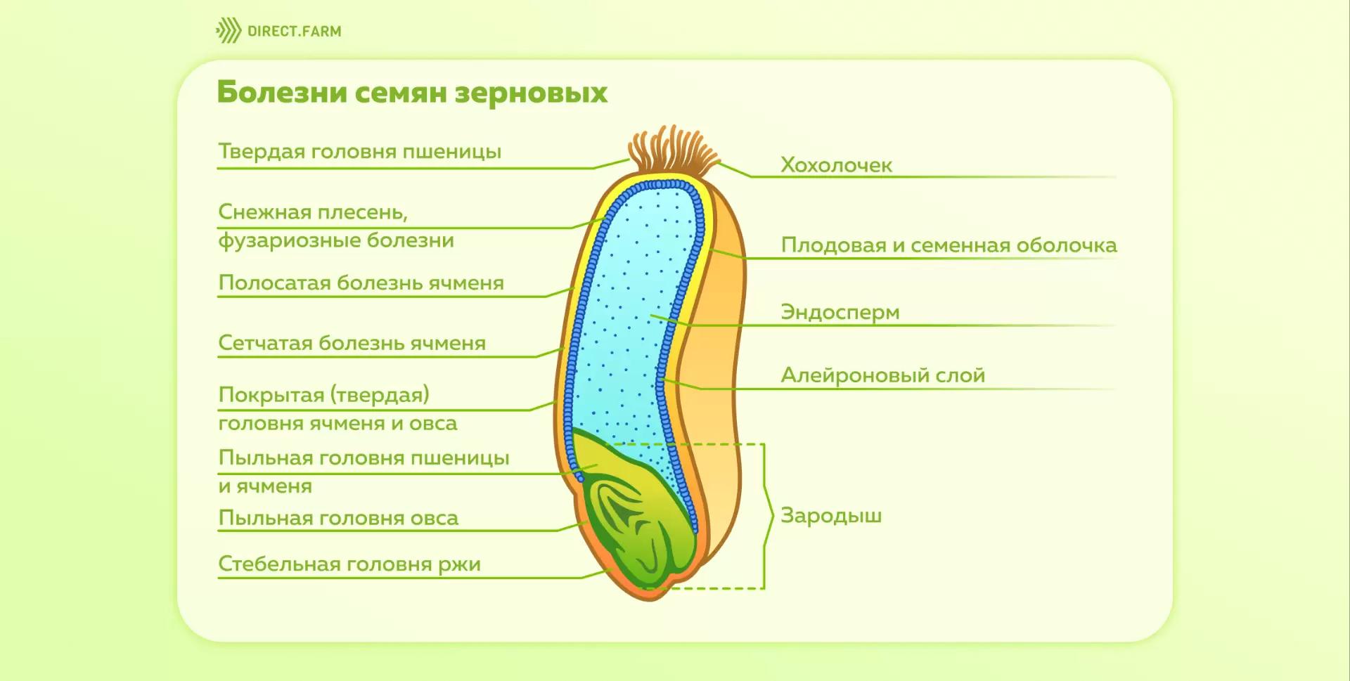 Болезни семян зерновых
