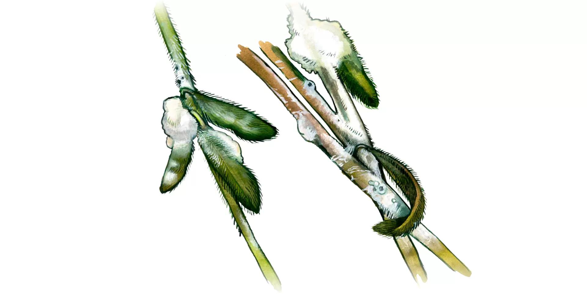 Склеротиниоз (белая гниль) сои