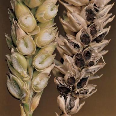 Борьба с головней (вонючей головней) пшеницы