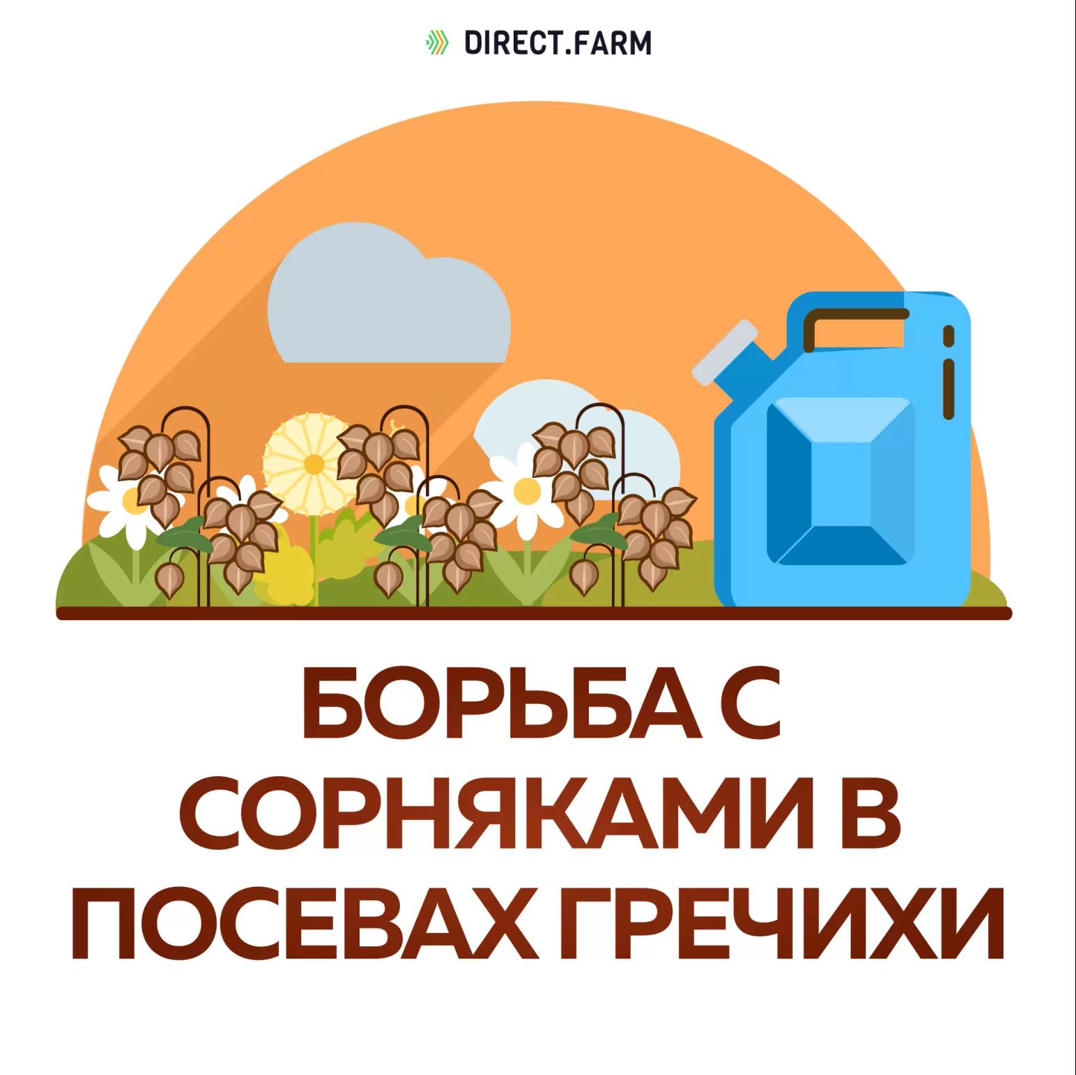 Как бороться с сорняками в посевах гречихи?