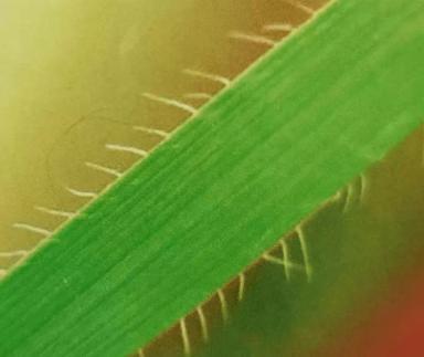 Визуальное отличие Эгилопса цилиндрического от озимой пшеницы – волоски по краю листовой пластины.