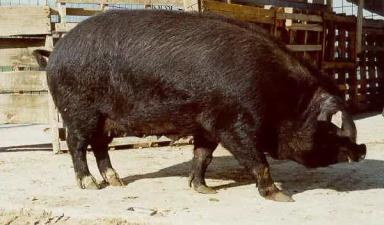 Апуло-калабрезская порода свиней