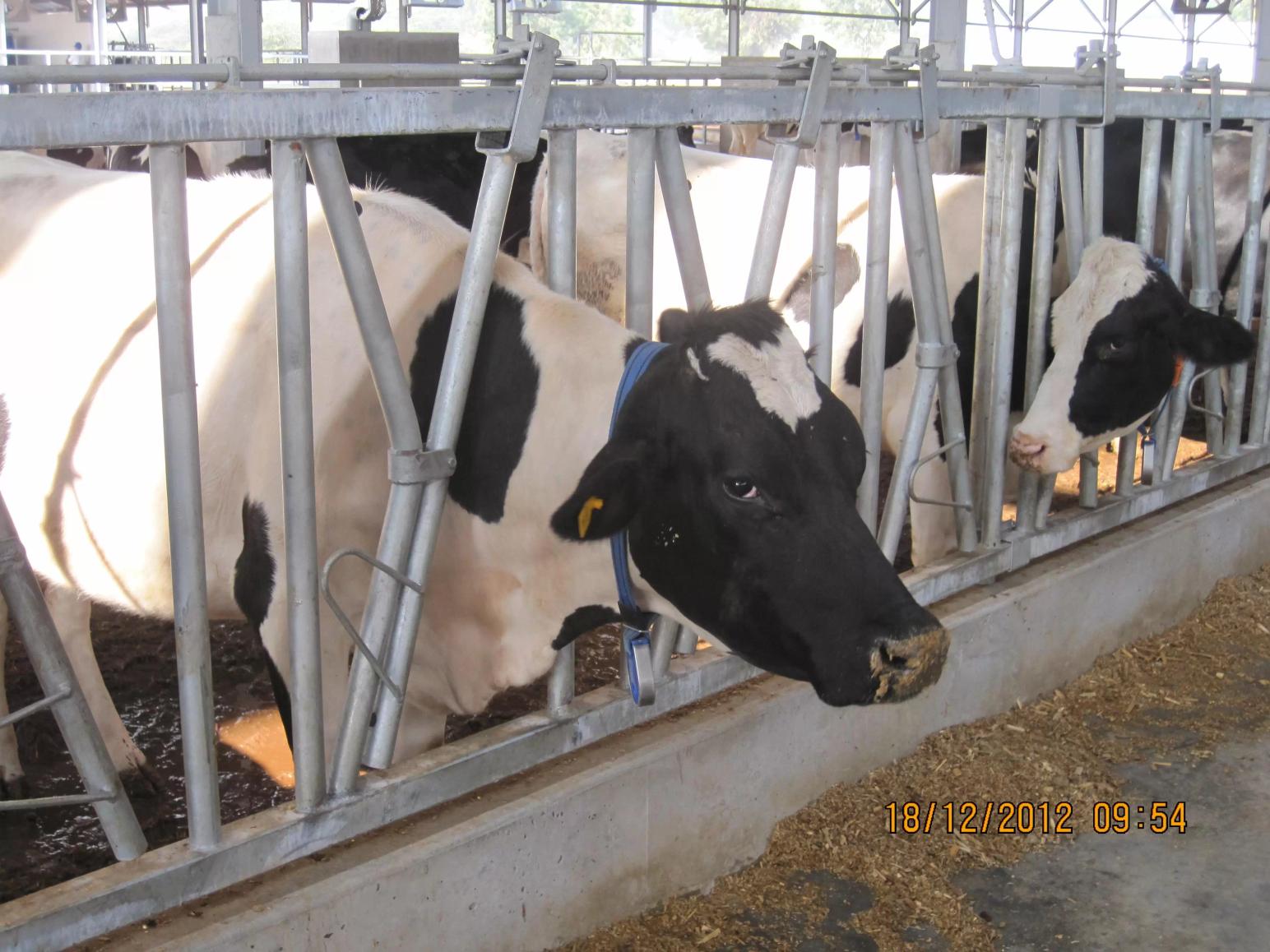 "Эпидемия" вируса Шмалленберг