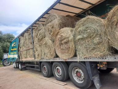 КУПЛЮ тресту льняную( лен долгунец) в рулонах, цвет-серый