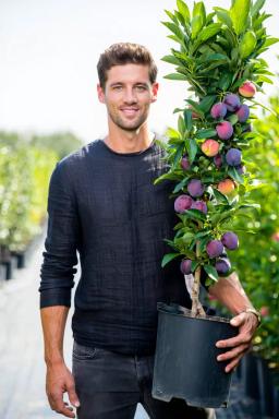 Колоновидная слива Империал