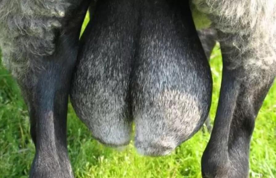 ПОЧЕМУ РОЖДАЮТСЯ КОЗЛИКИ-КРИПТОРХИ?