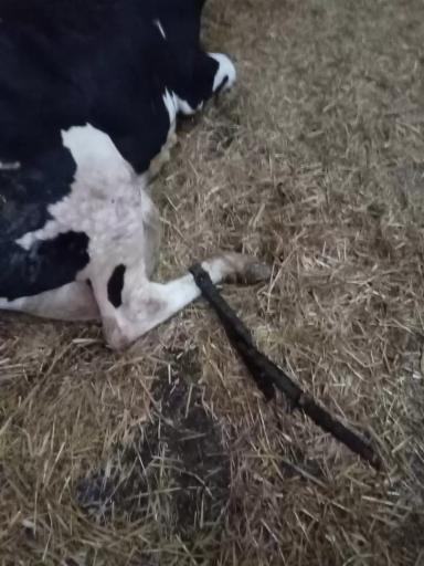 Путы при растяжениях связок у коров