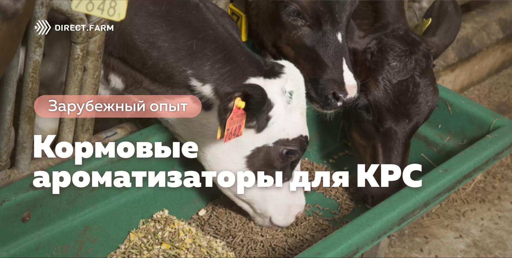 Кормовые ароматизаторы для КРС: преимущества