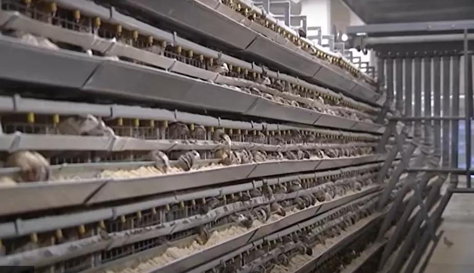 В Ярославской области вывели новую породу перепелов