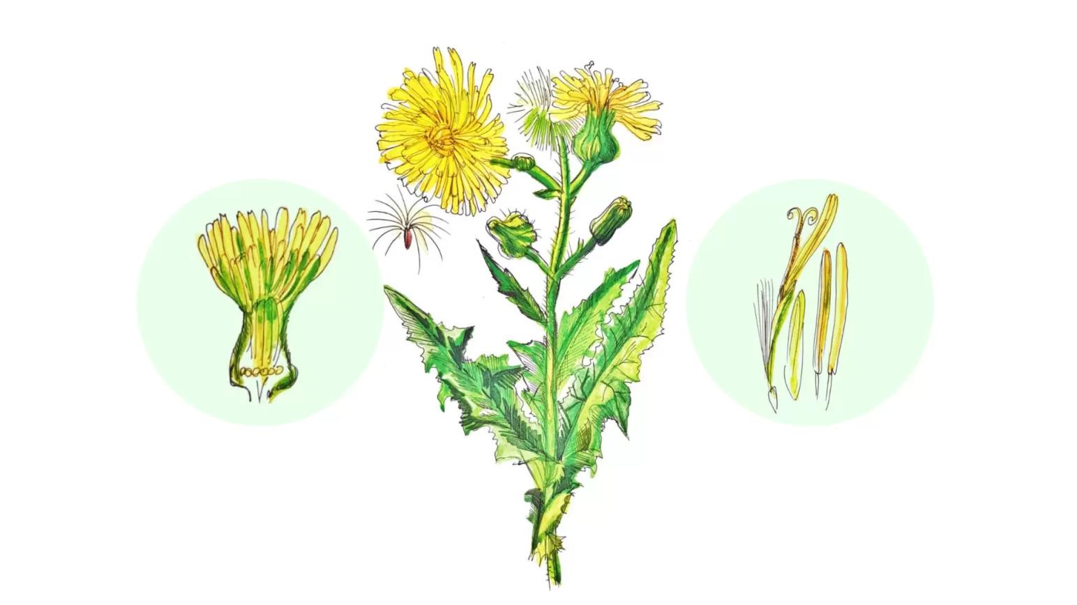 Осот полевой