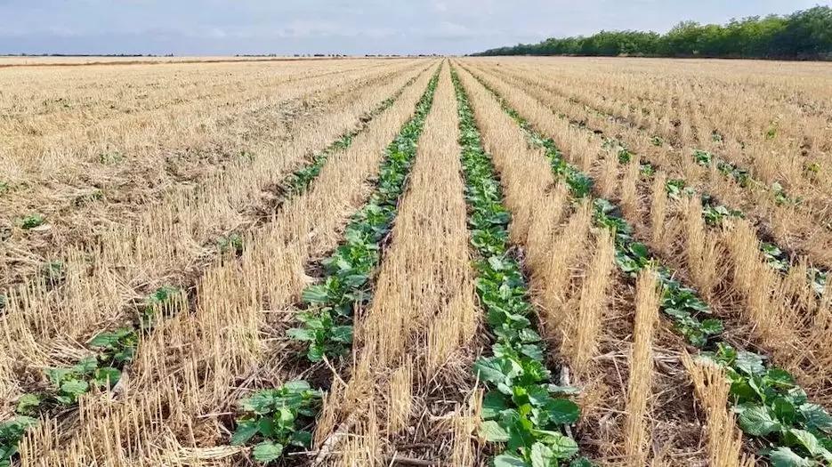 Развитие No-Till в России сдерживают консервативность науки и дешевое топливо