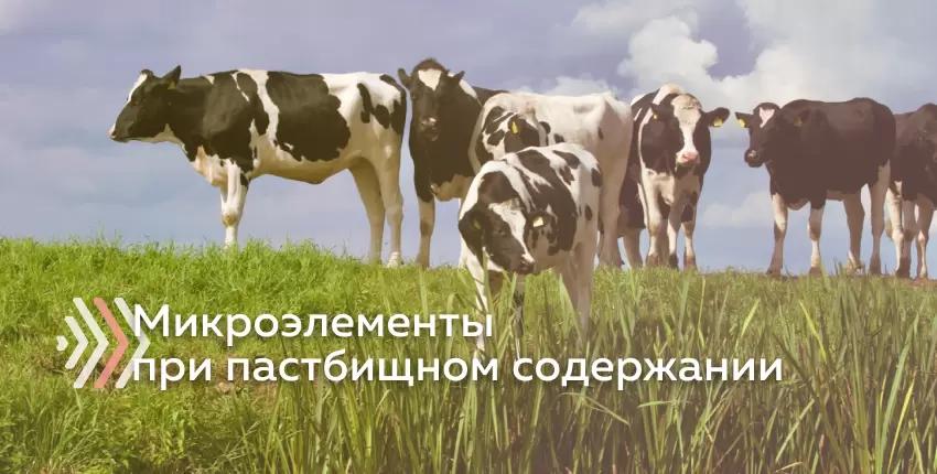 Как выявить недостаток микроэлементов у КРС при пастбищном содержании?