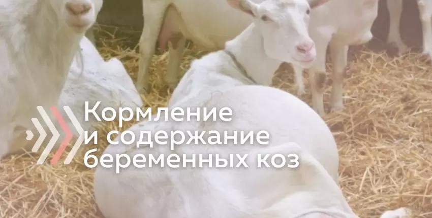 Кормление и содержание сукозных коз
