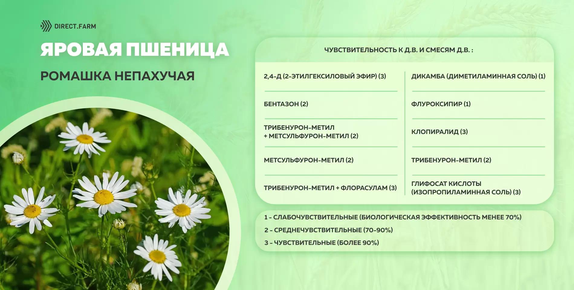 Шпаргалка чувствительности ромашки непахучей к д.в. гербицидов