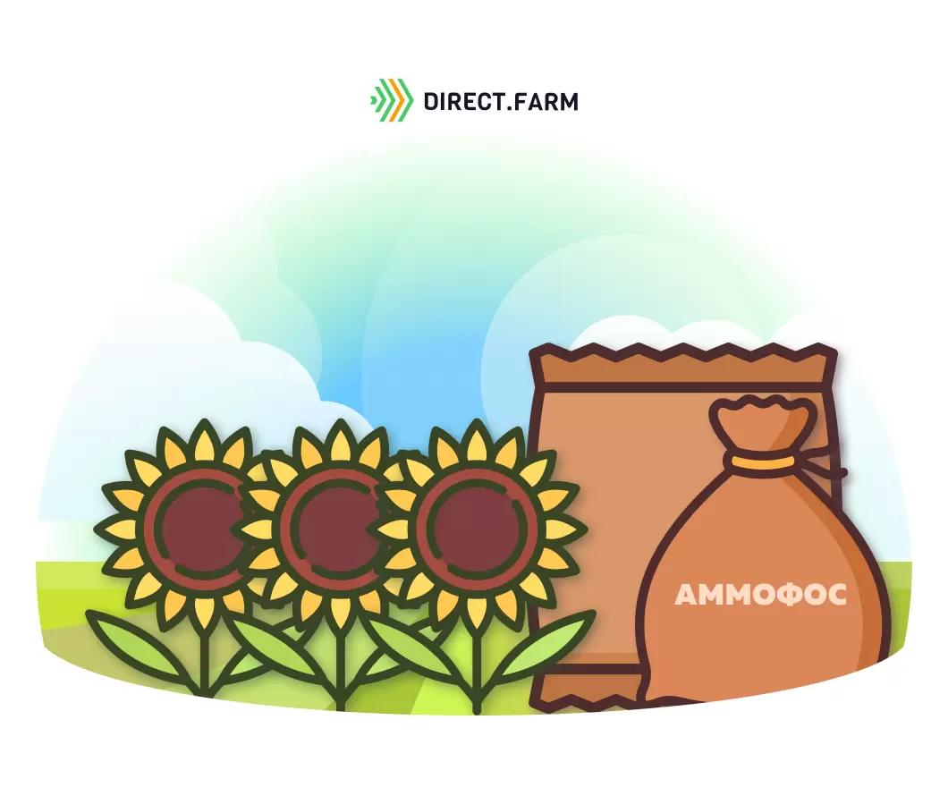 Эффективен ли аммофос в рядок под подсолнечник? 