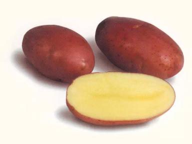 Астерикс - сорт картофеля (Solanum tuberosum L.).