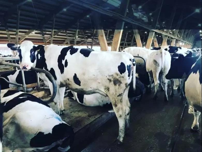 Племенные Нетели Голштинизированные