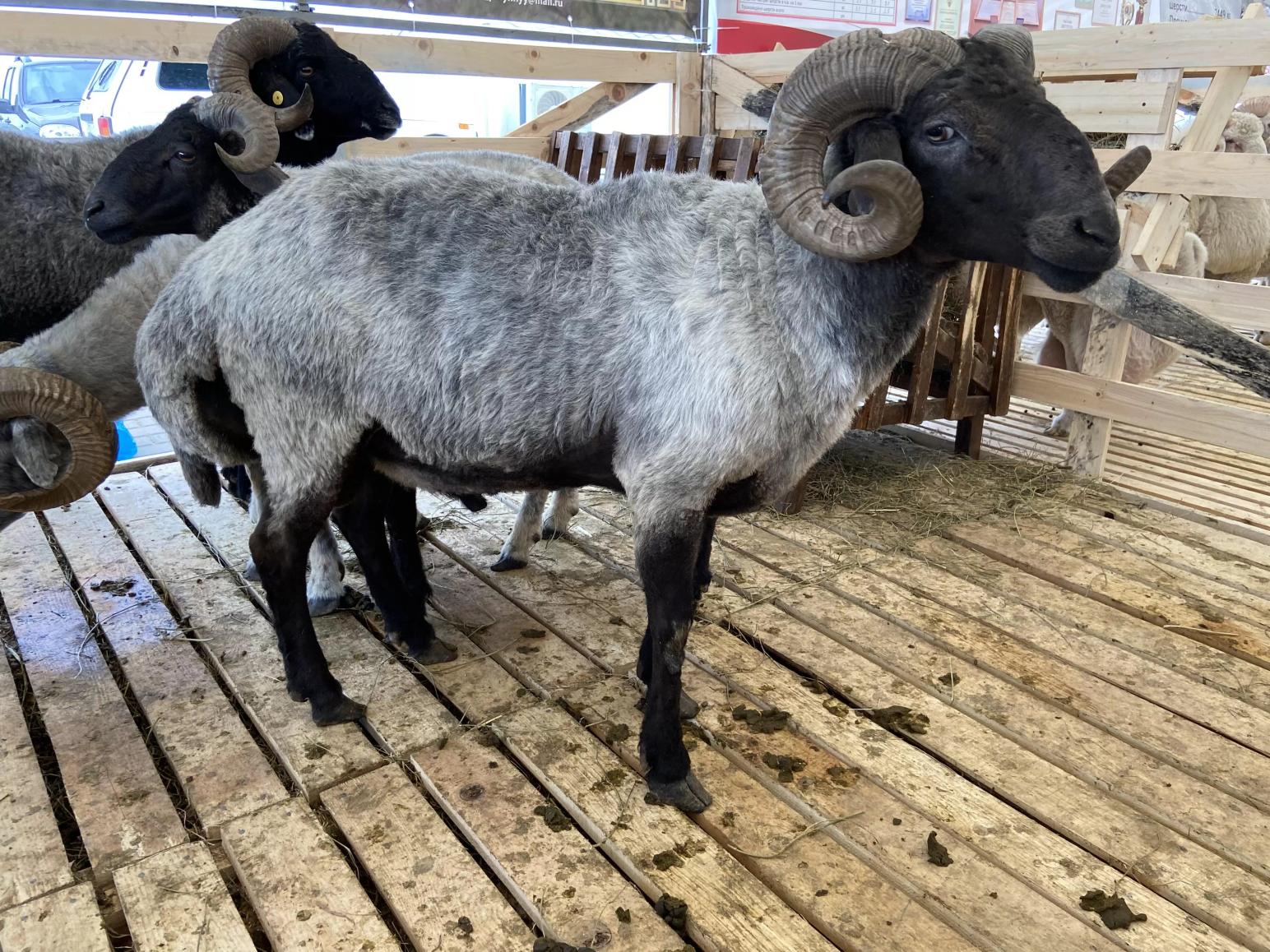 Каракульская порода овец