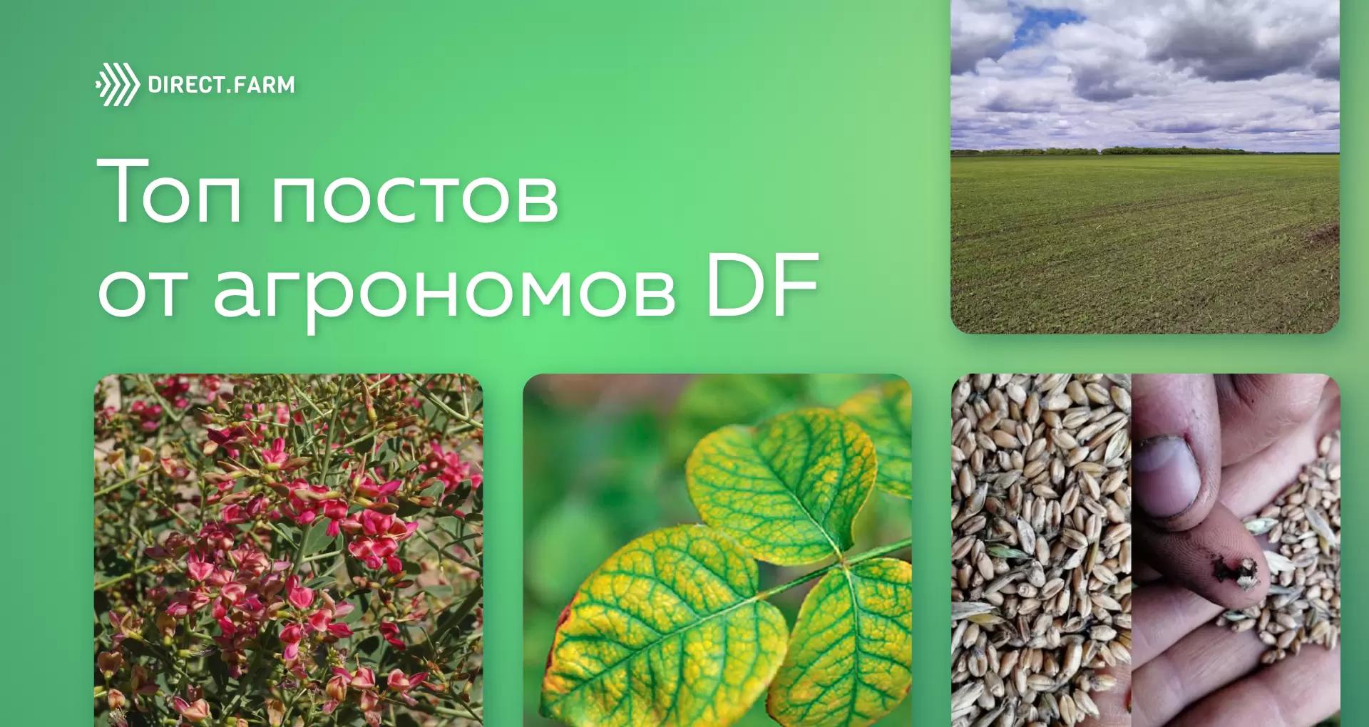 Топ-постов по растениеводству сентябрь 2022