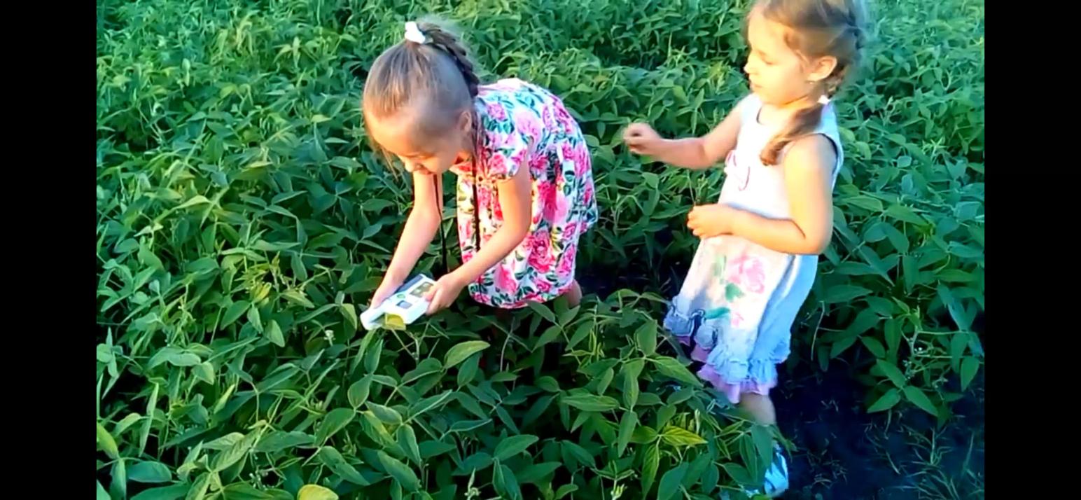 Я делела учет на поле сои. Отвлеклась, а они тоже стали проводить учет.