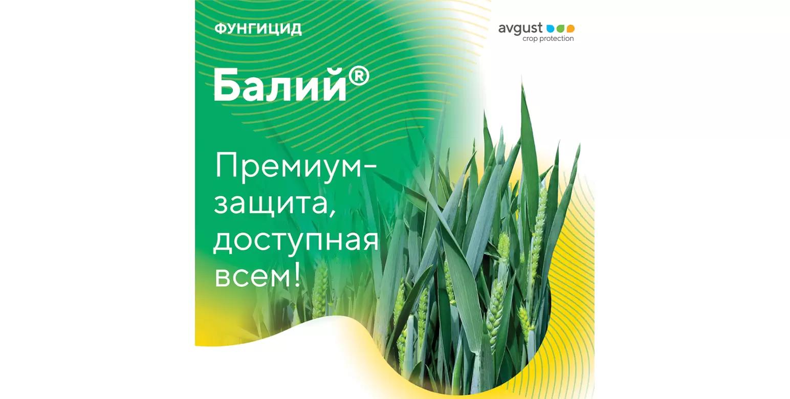Высокоэффективная защита зерновых от болезней