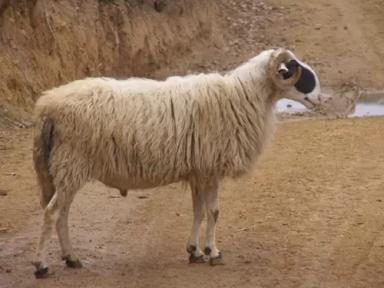 Хиосская порода овец