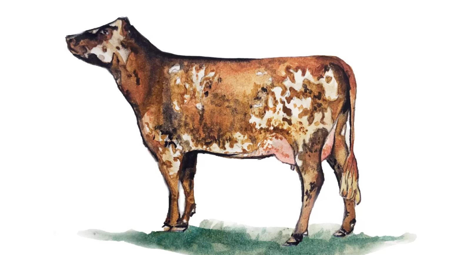 Нормандская порода коров